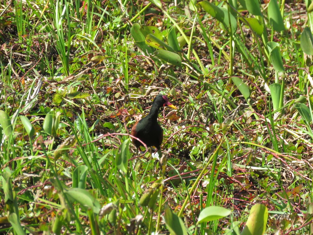 Wattled Jacana - ML472289041