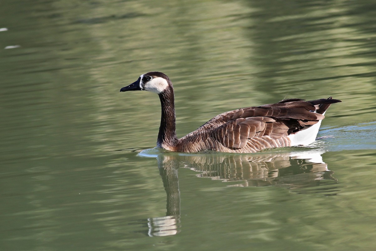 Swan Goose x Canada Goose (hybrid) - Marceline VandeWater