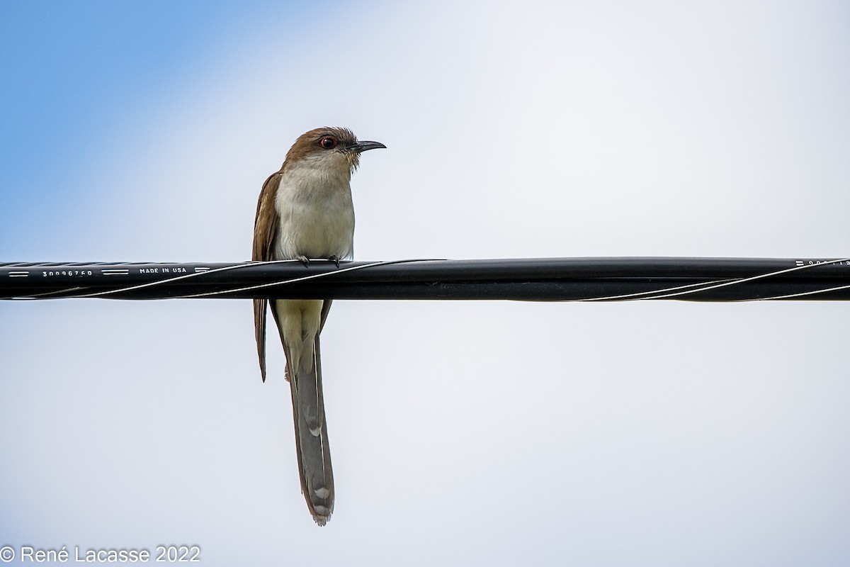 Black-billed Cuckoo - ML472289491