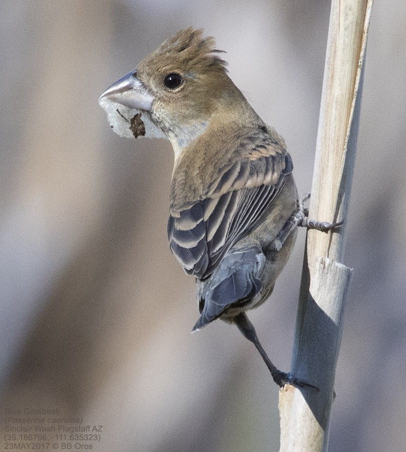 Blue Grosbeak - BB Oros