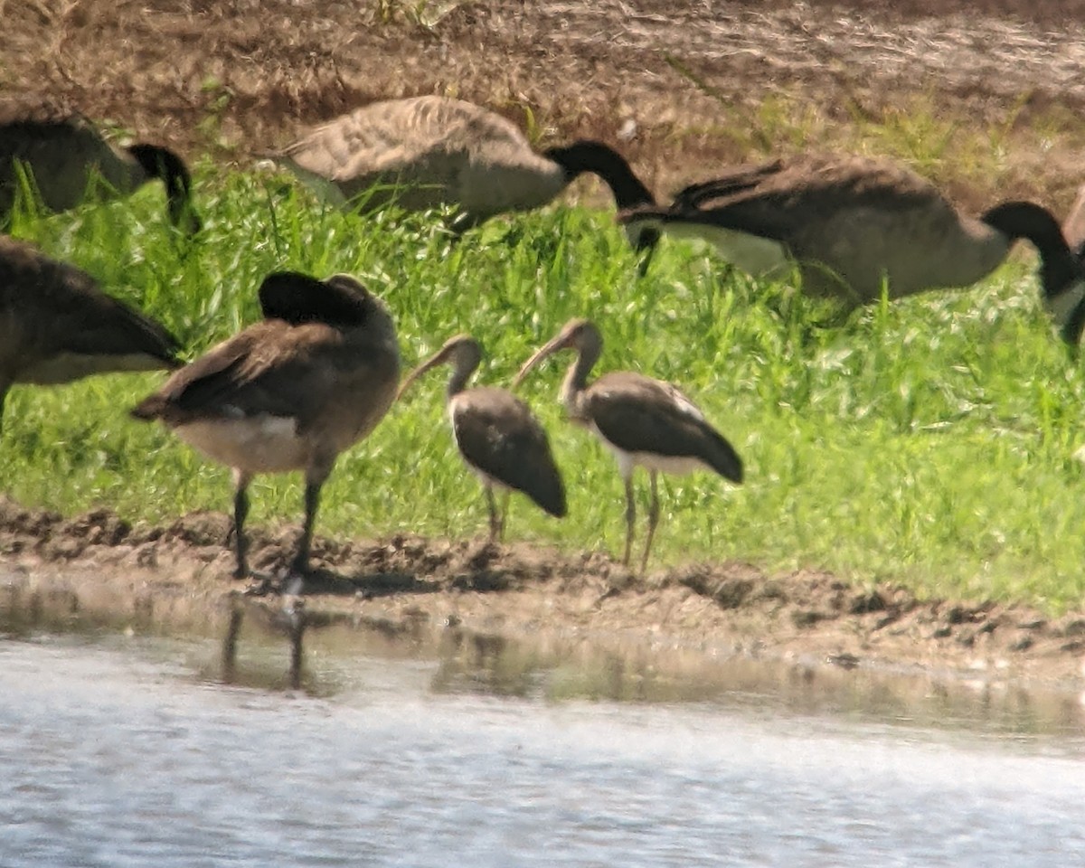 White Ibis - ML472291431