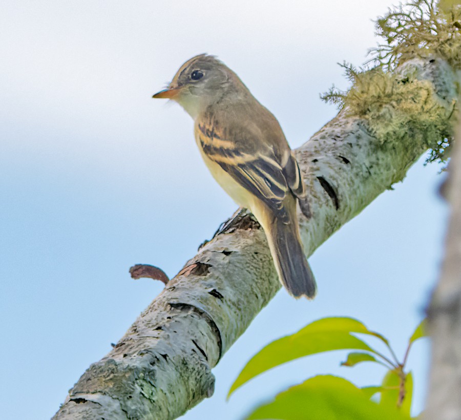 Willow Flycatcher - ML472292061