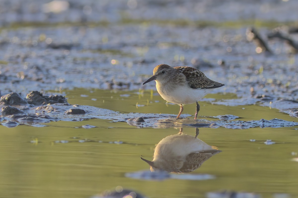 Least Sandpiper - ML472294301