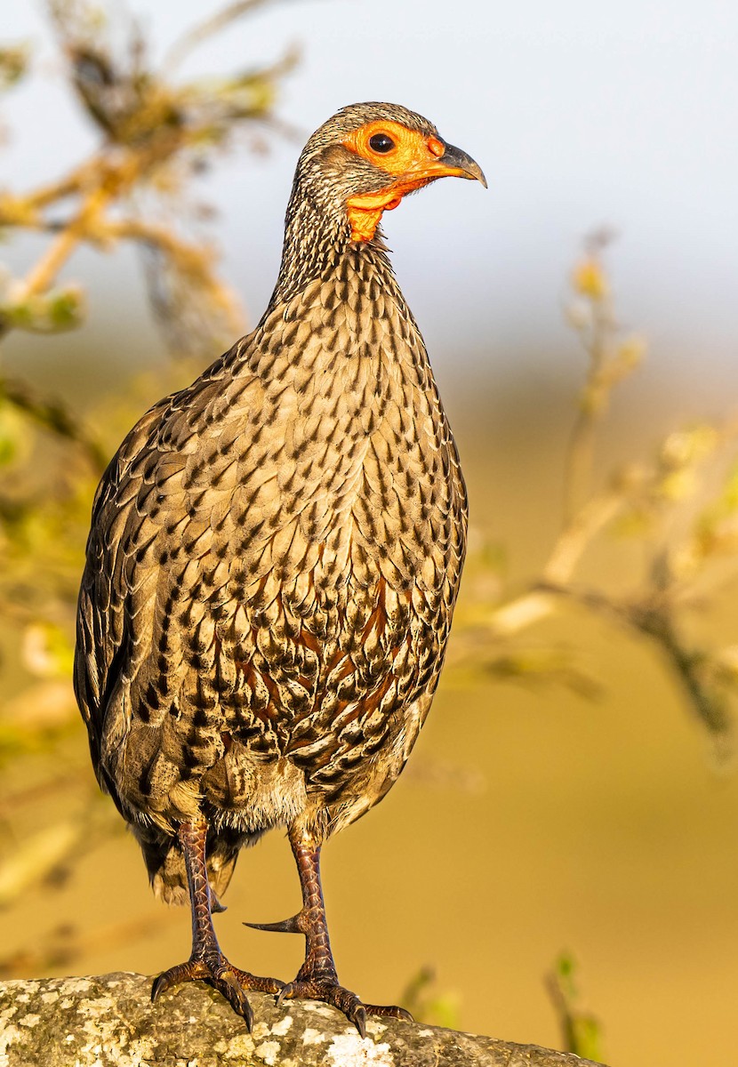 Swainson's Spurfowl - ML472295091