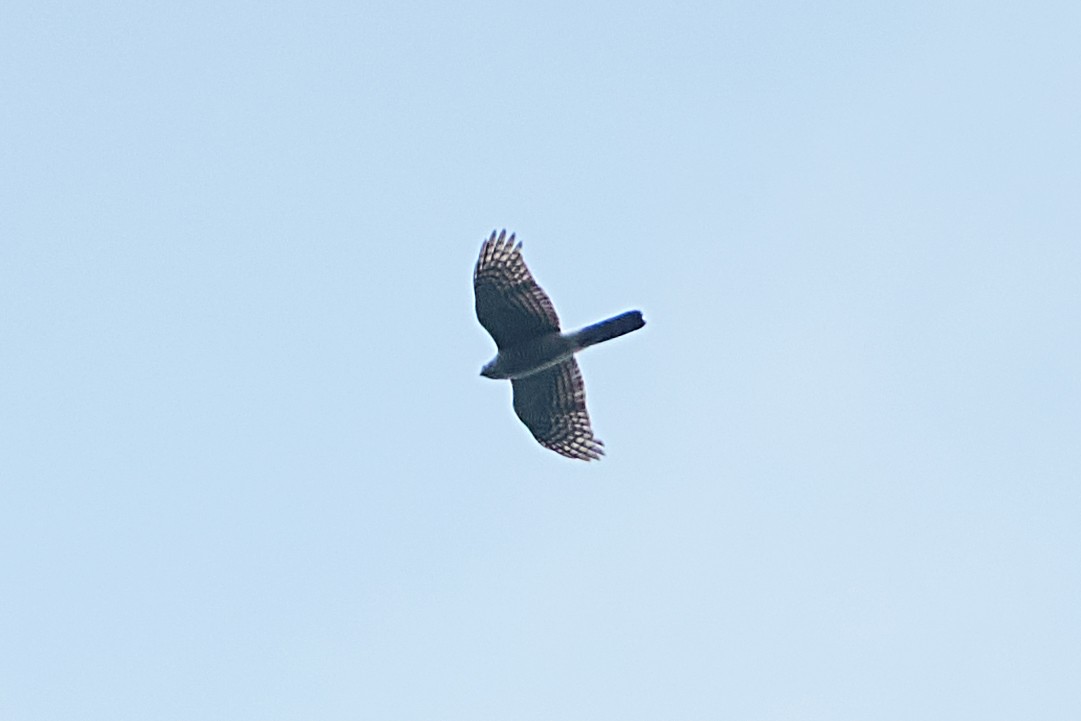 Eurasian Sparrowhawk - Wendy Chao