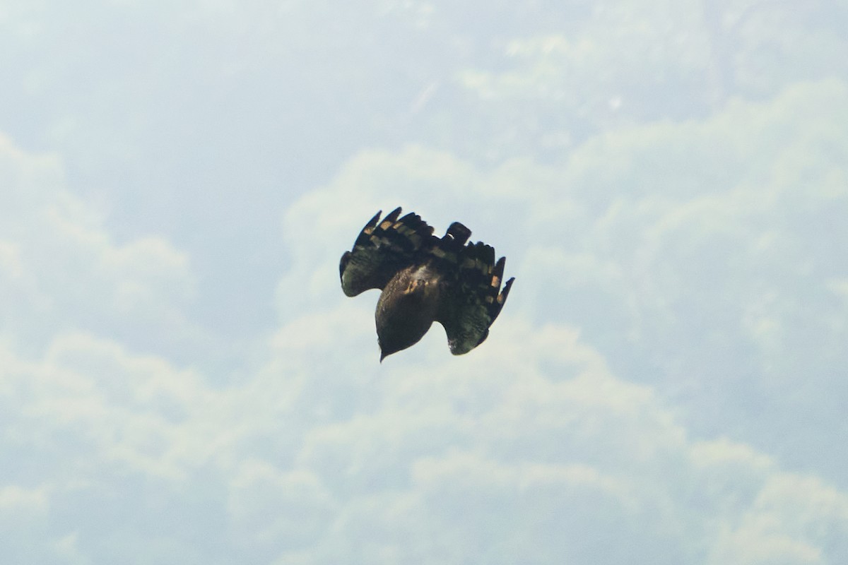 Crested Serpent-Eagle - Wendy Chao