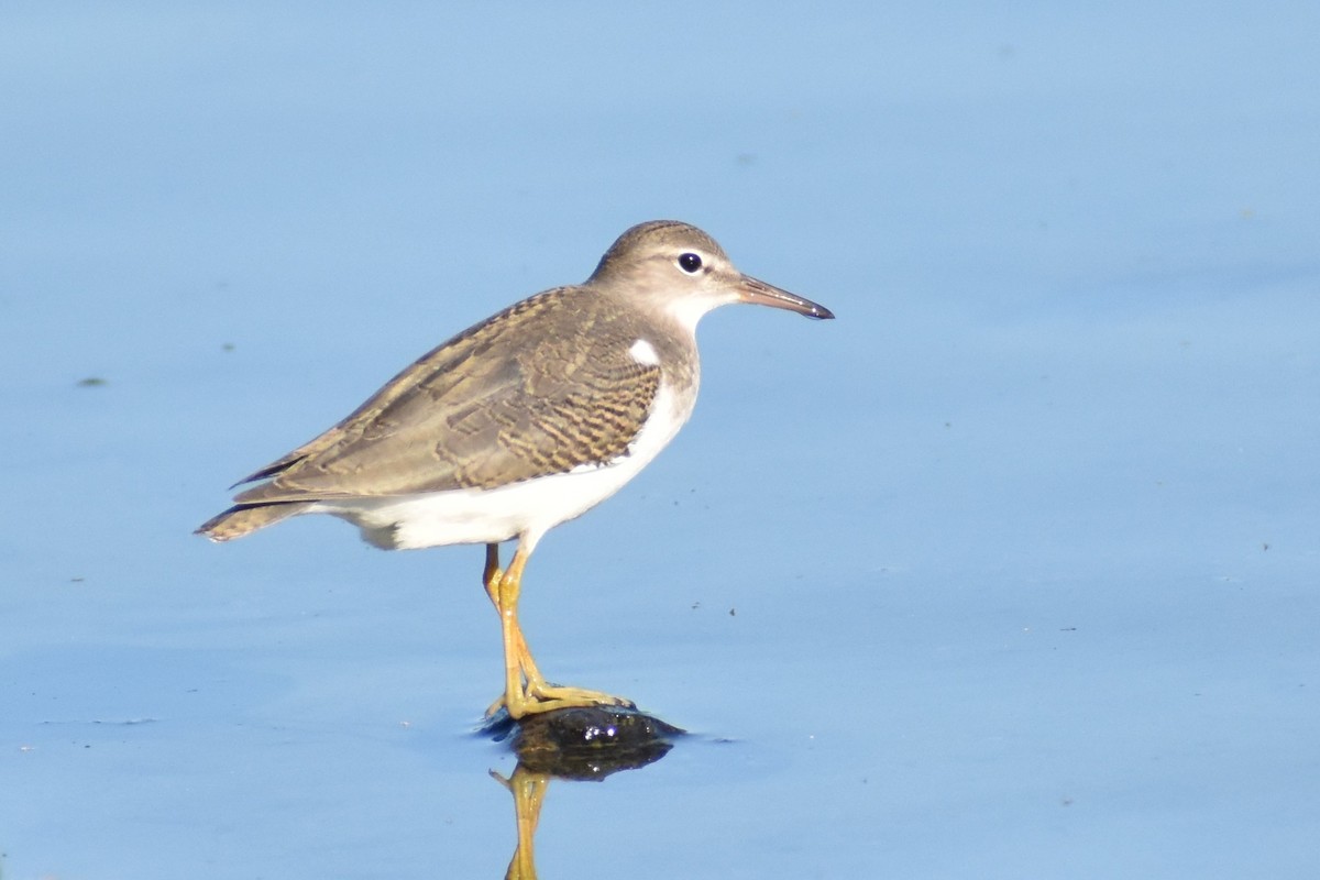 Spotted Sandpiper - Benjamin Ashin