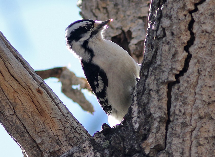 Downy Woodpecker (Eastern) - ML47229791