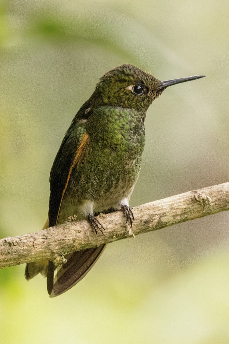 Buff-tailed Coronet - Scott Young