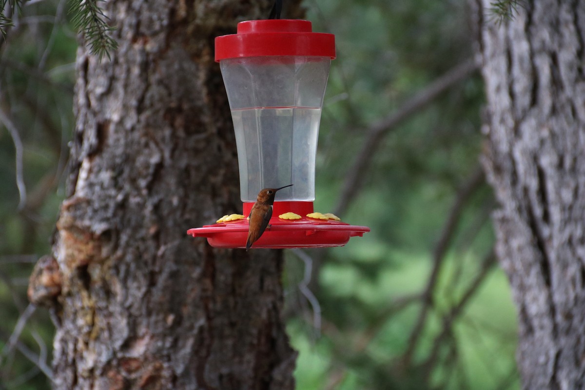 Rufous Hummingbird - ML472301191