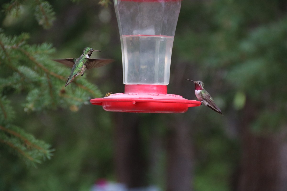 Broad-tailed Hummingbird - ML472301211