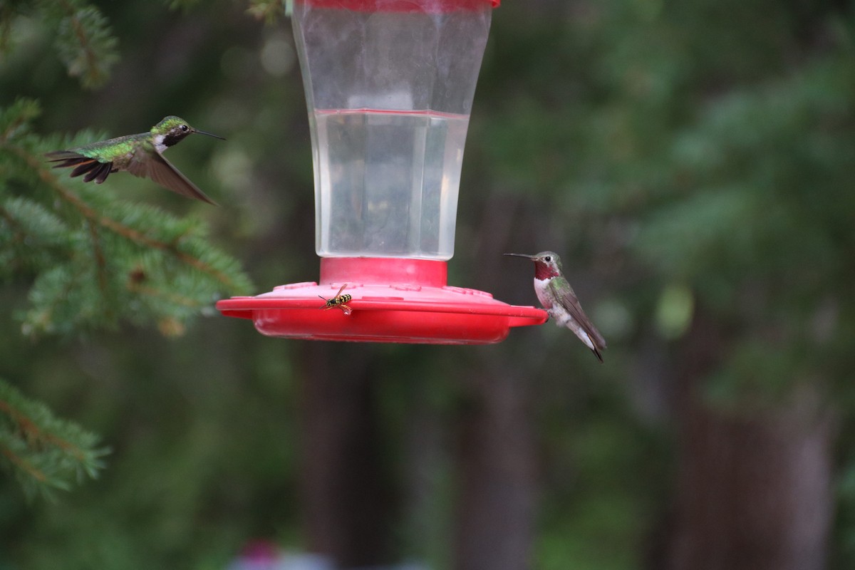 Broad-tailed Hummingbird - ML472301221
