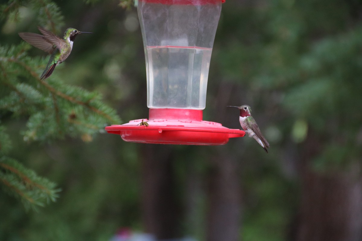 Broad-tailed Hummingbird - ML472301241
