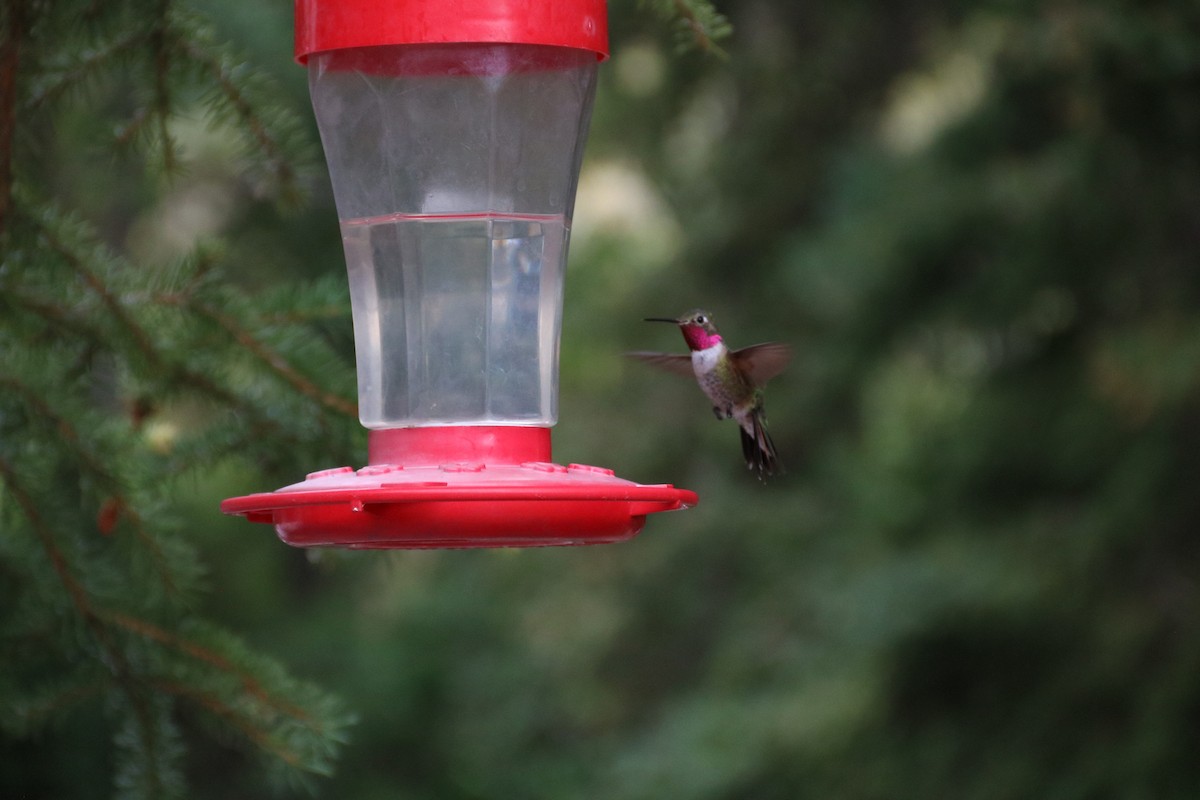 Broad-tailed Hummingbird - ML472301251