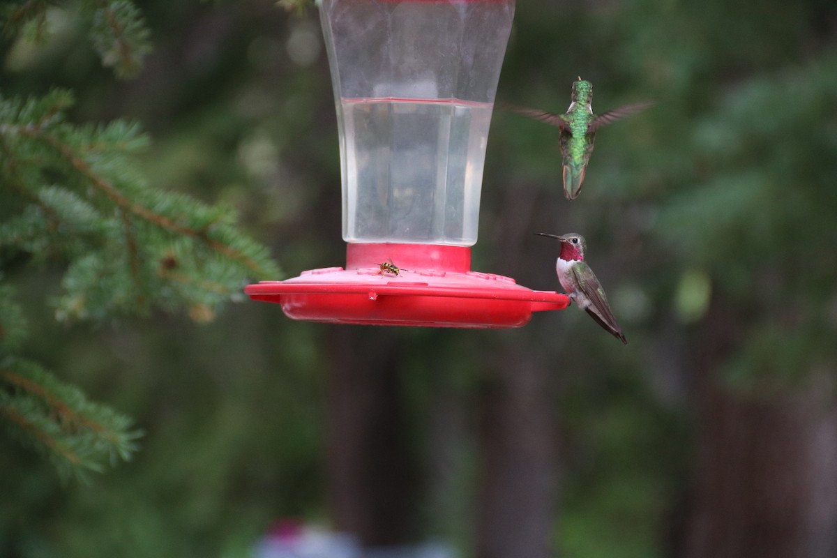 Broad-tailed Hummingbird - ML472301261