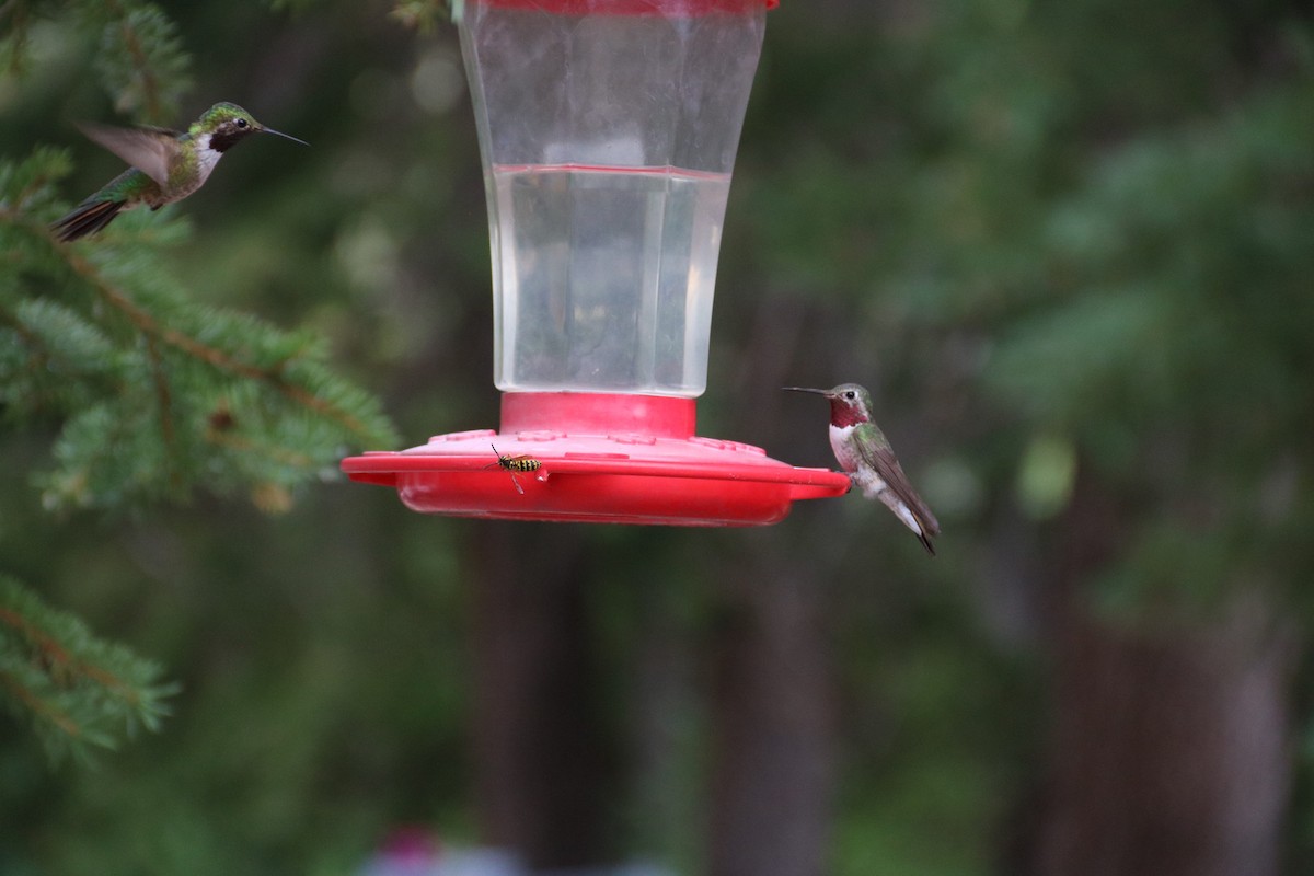 Broad-tailed Hummingbird - ML472301271