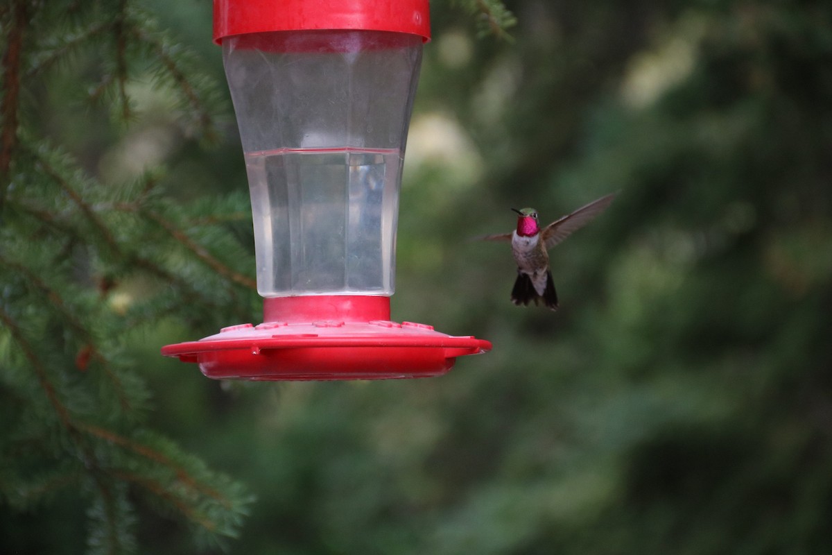 Broad-tailed Hummingbird - ML472301291