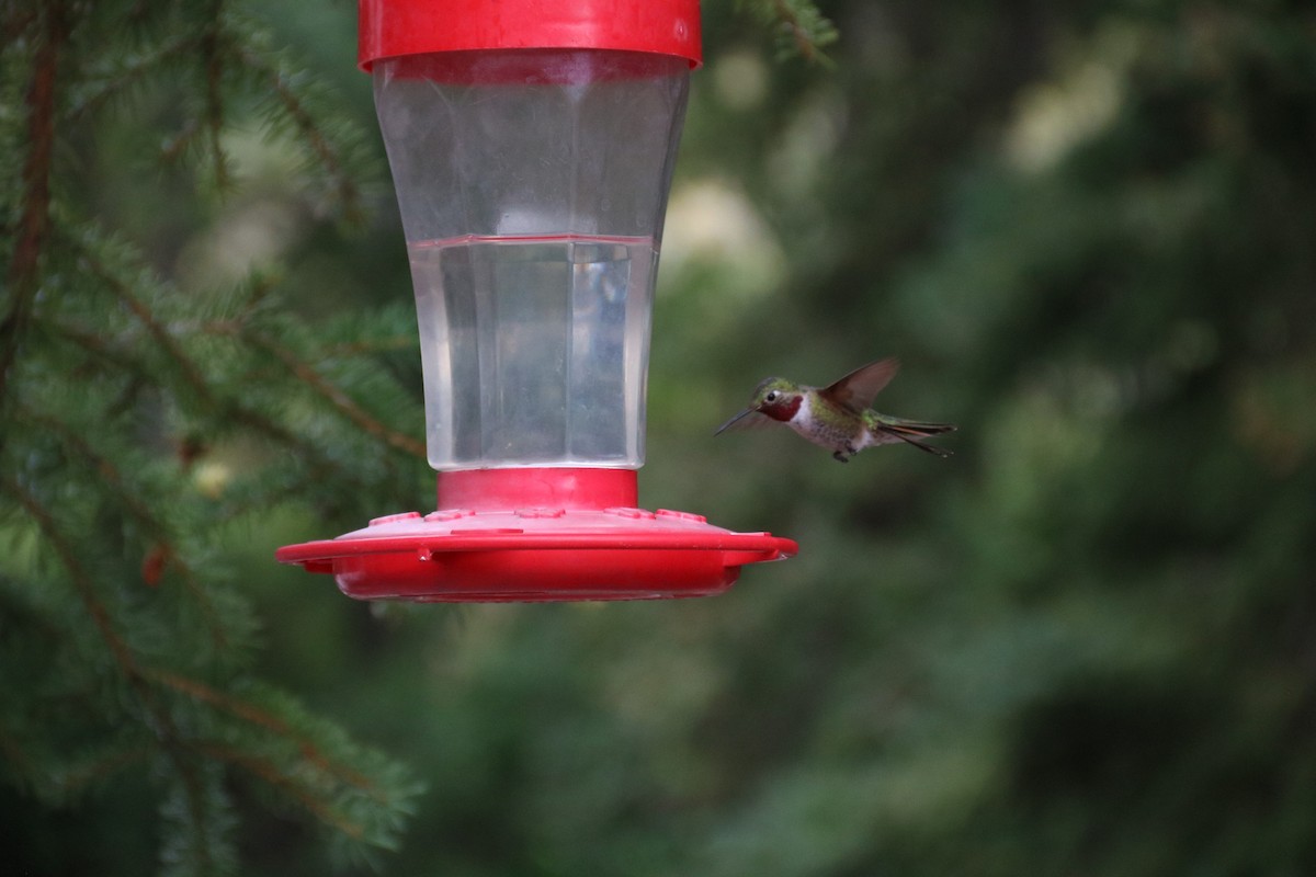 Broad-tailed Hummingbird - ML472301301