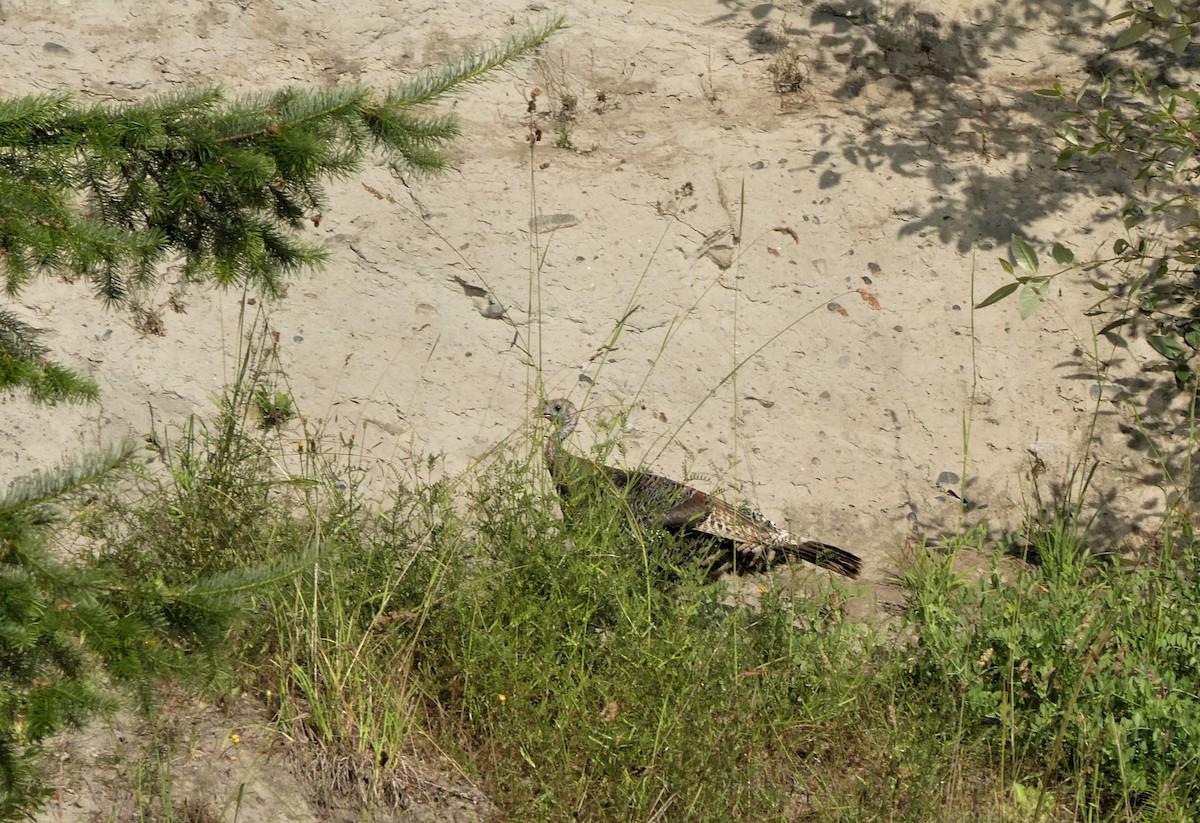 grouse sp. - ML472302951