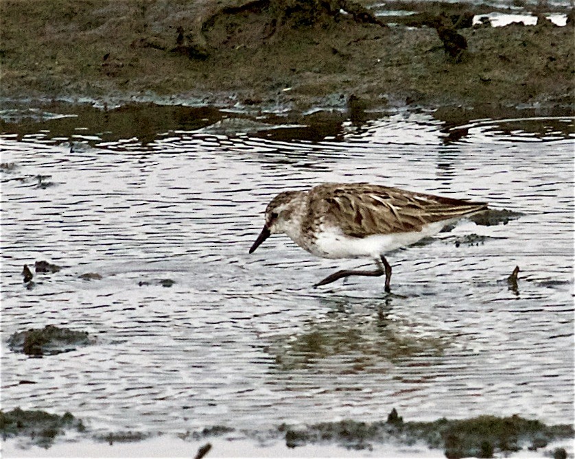 Semipalmated Sandpiper - ML472303141