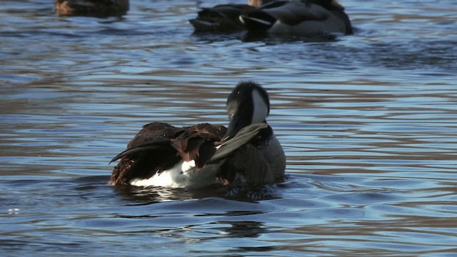 Canada Goose - ML472304