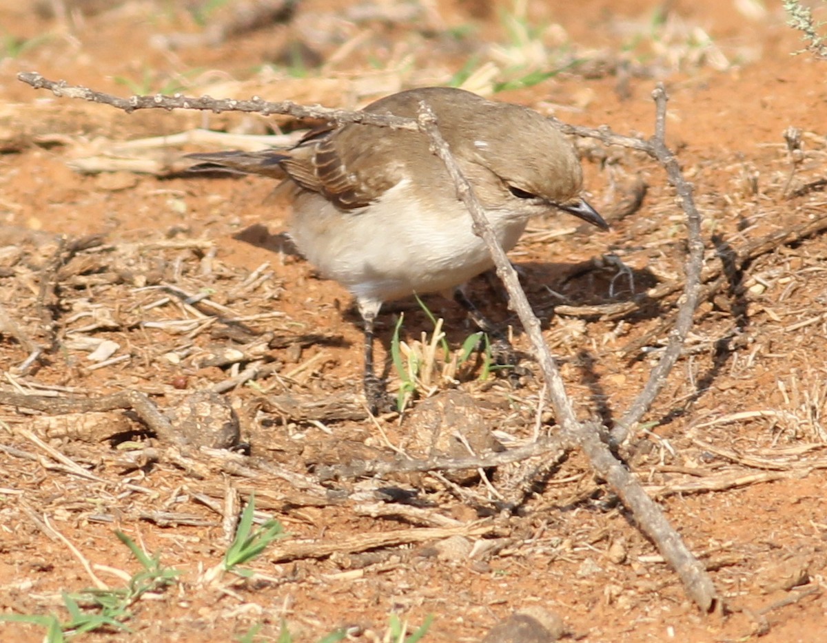 Marico Flycatcher - Hendrik Swanepoel