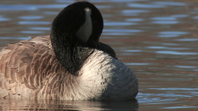 Canada Goose - ML472305
