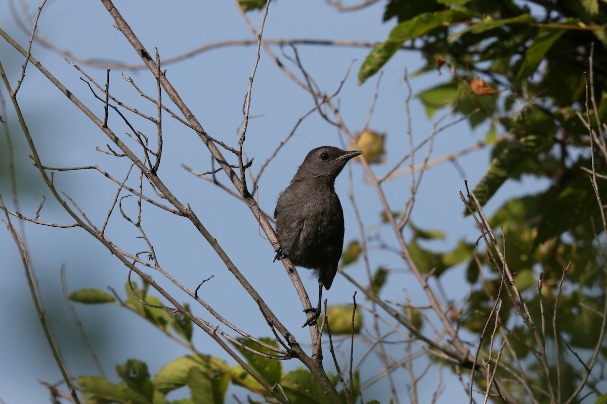 Gray Catbird - ML472305651