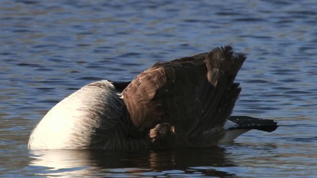 Canada Goose - ML472306