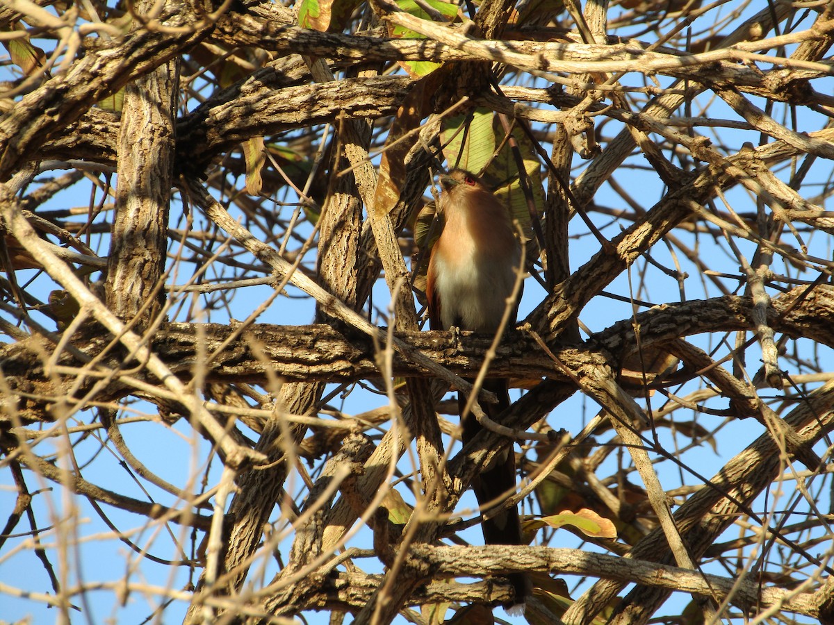 Squirrel Cuckoo - Iza Alencar