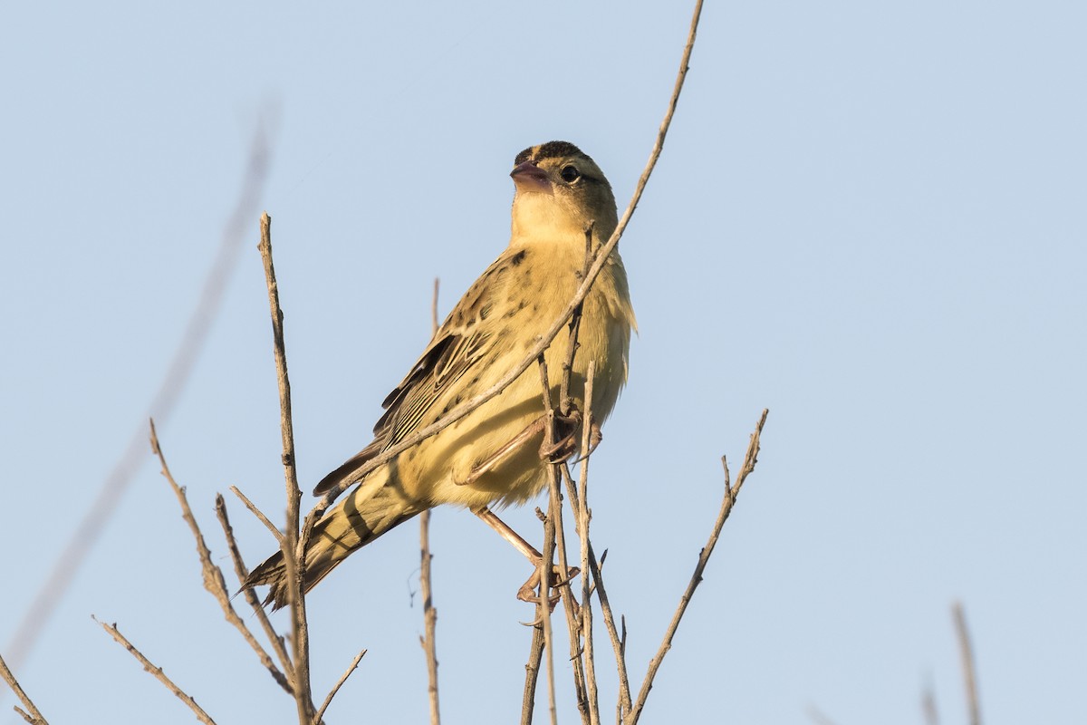 Bobolink - Anthony Gliozzo