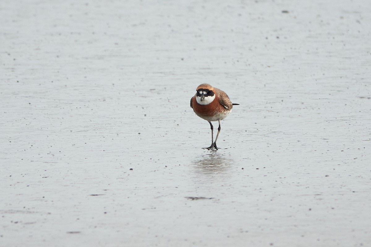 Siberian/Tibetan Sand-Plover - Wendy Chao