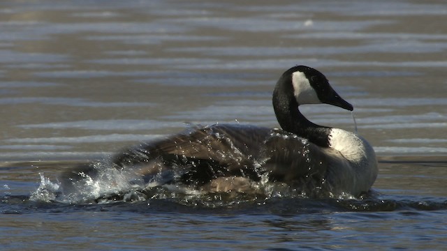 Canada Goose - ML472307