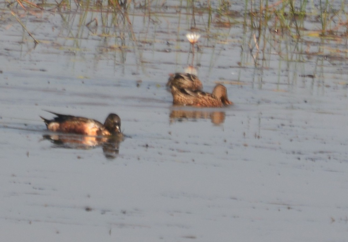 Northern Shoveler - ML47230731