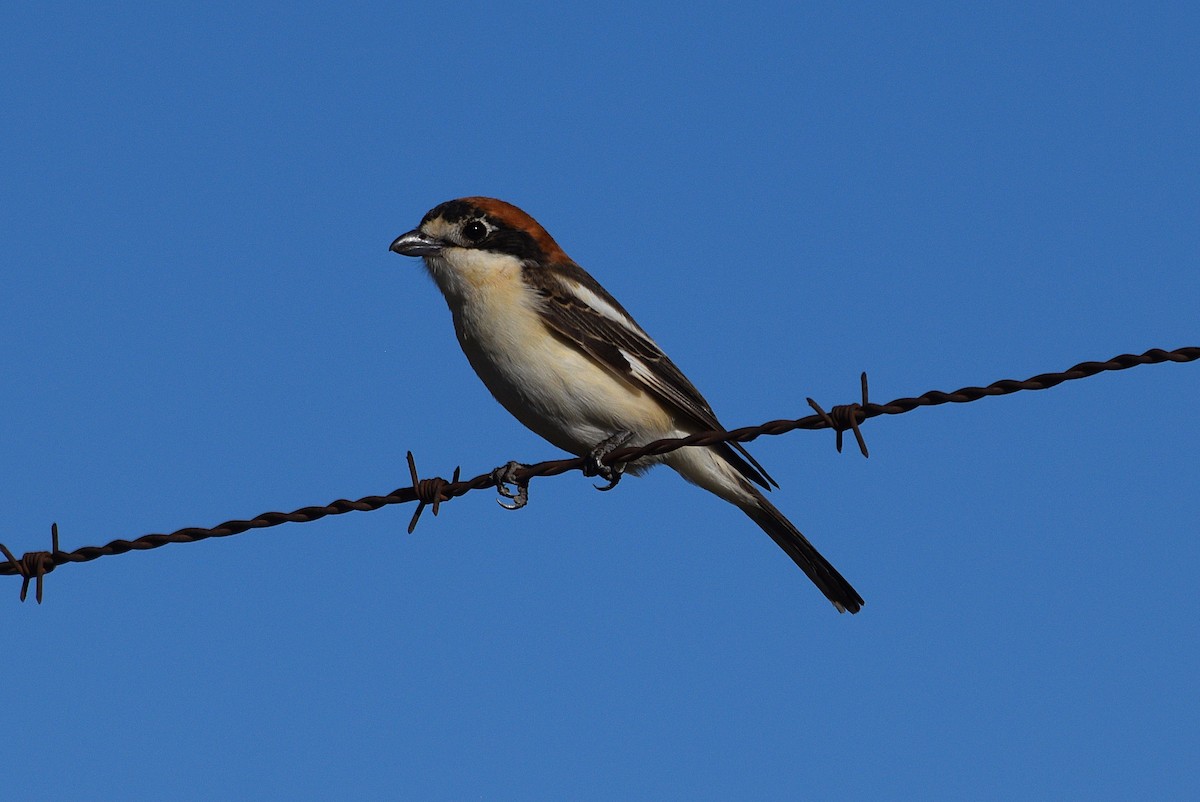 Woodchat Shrike - Diego Santamaria