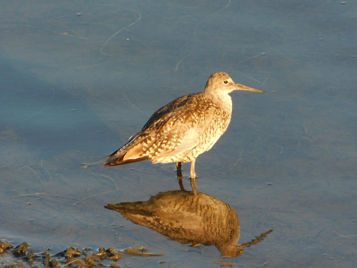 Willet - ML472307871