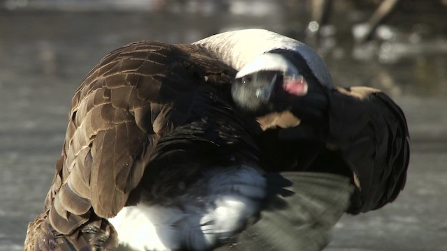 Canada Goose - ML472309