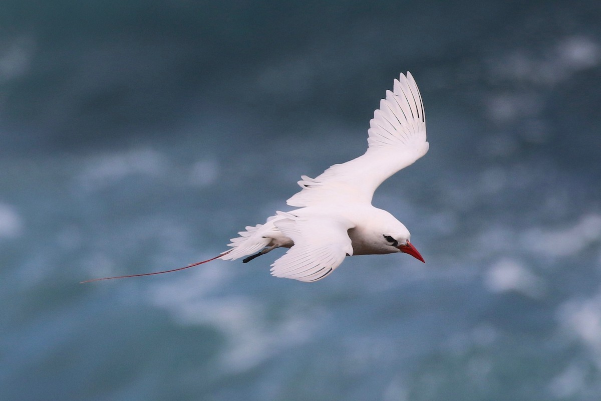 Red-tailed Tropicbird - Ezra Staengl