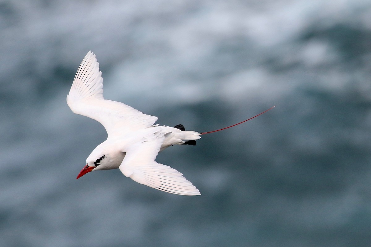 Red-tailed Tropicbird - ML472309101