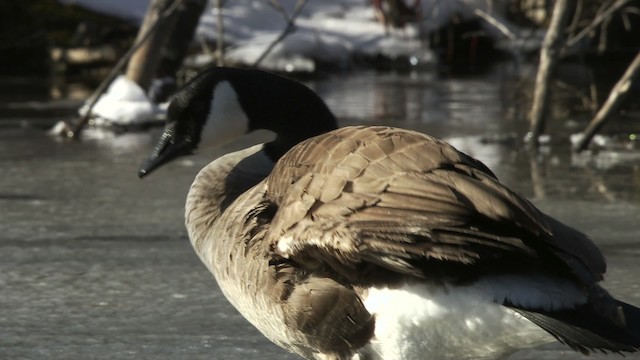 Canada Goose - ML472310