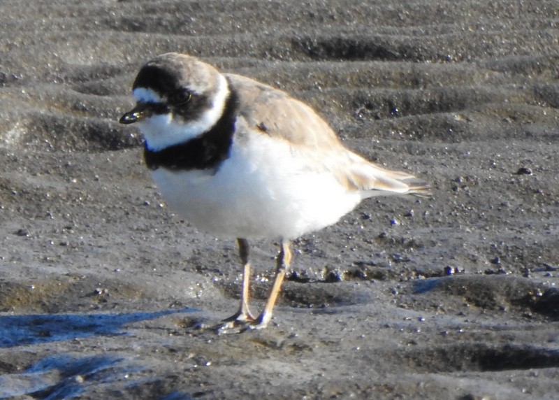 Semipalmated Plover - ML472310091