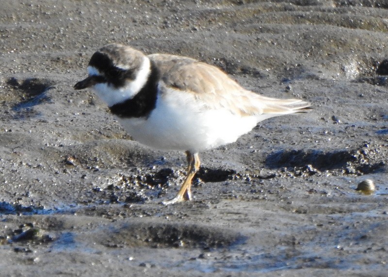 Semipalmated Plover - ML472310101
