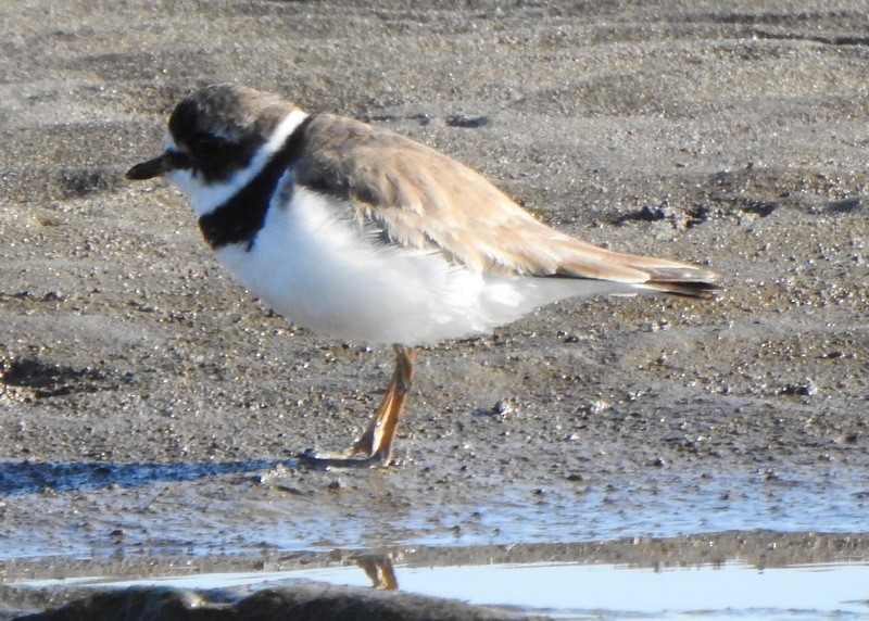 Semipalmated Plover - ML472310111