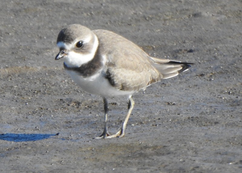 Semipalmated Plover - ML472310121