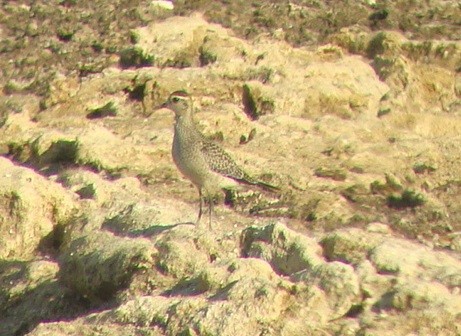 American Golden-Plover - ML47231021