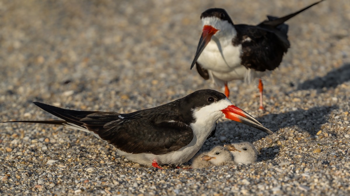 Black Skimmer - Kevin  Fox