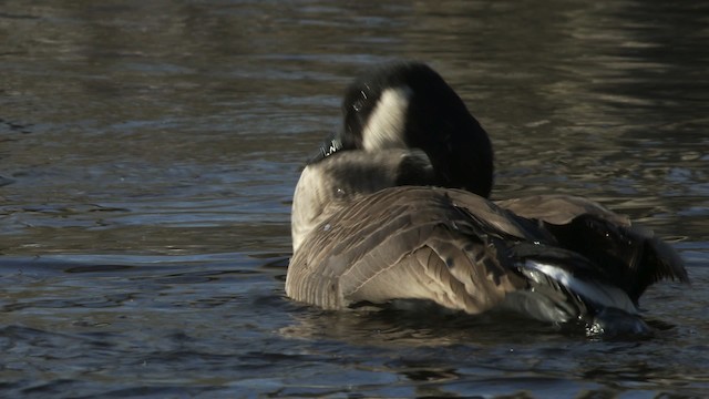 Canada Goose - ML472311