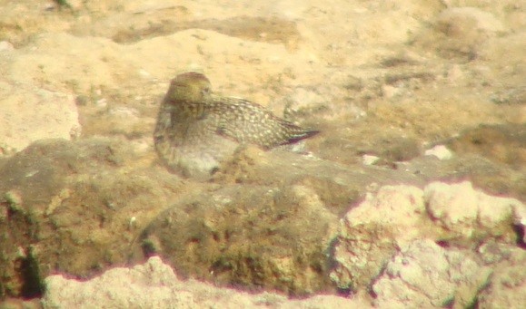 Pacific Golden-Plover - ML47231131