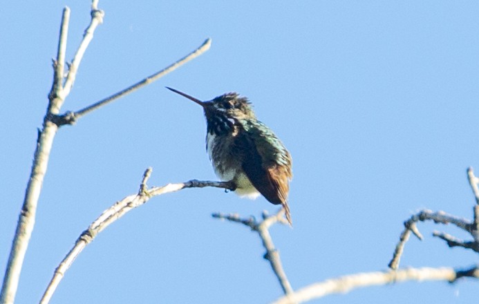 Calliope Hummingbird - ML472311931
