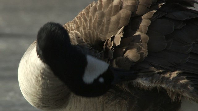 Canada Goose - ML472312